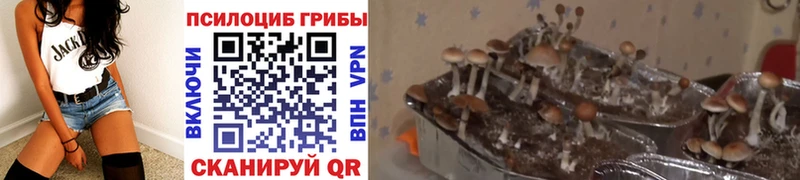 Галлюциногенные грибы GOLDEN TEACHER  как найти закладки  Старый Крым 